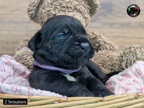 Cane Corso  Collier Mauve De La Treizieme Legion photo 2