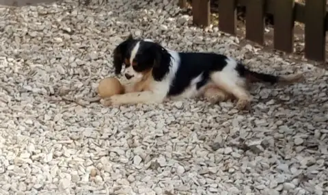 Cavalier King Charles Spaniel  Chiot N°2 Du Bois Des  32f02 photo 3
