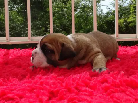 Bulldog Continental  Barathéon Du Mont De L'Aigle photo 2