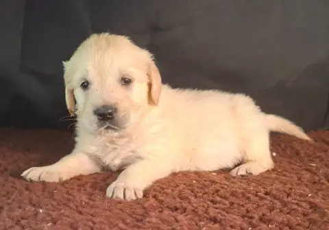 Golden Retriever  Chiot N°4 Des Marais De Courmont photo 2