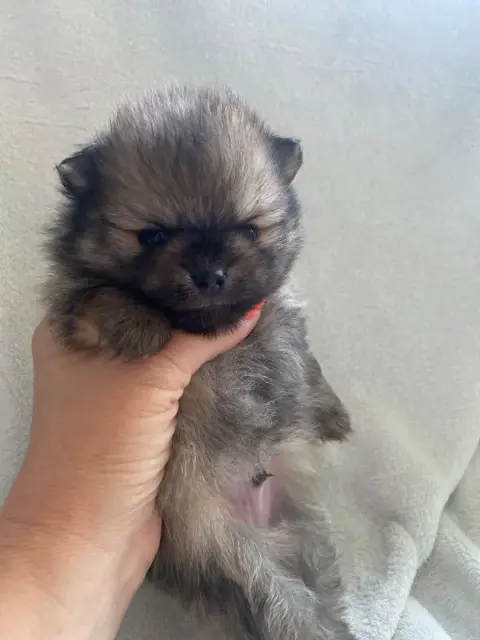 Spitz Allemand  Chiot 1 Du Royaume Des Poilus photo 2
