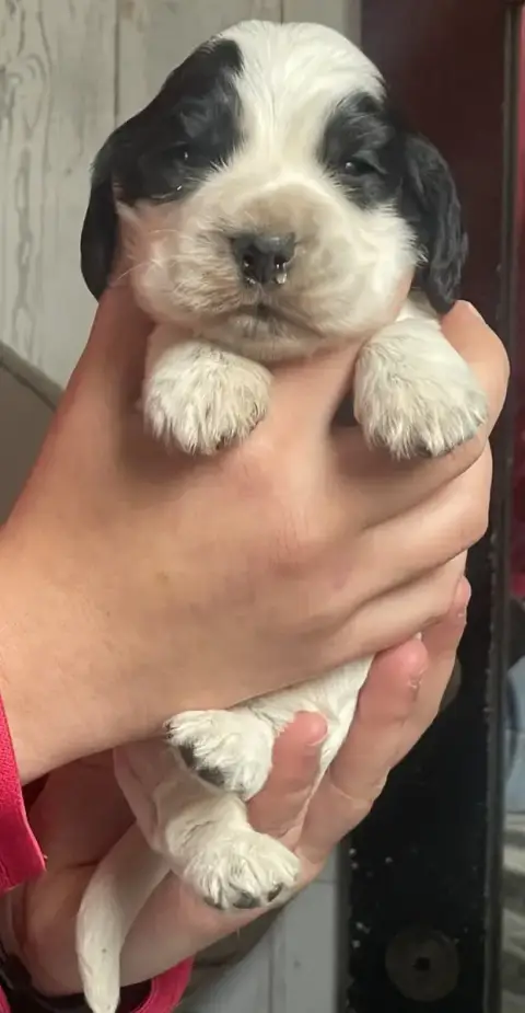 Cocker Spaniel Anglais  Chiot N°2 Du Pacte Des Loups 65a91