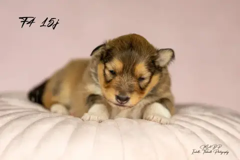Shetland Sheepdog  Chiot 4 Des Loups De L'Isengard