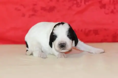 English Springer Spaniel photo 3