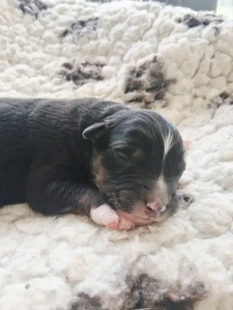 Berger Australien  Chiot 9 Des Regards Brulants