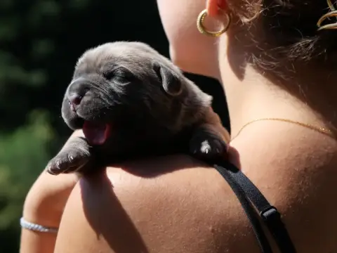 Cane Corso  Chiot 4 Des Monts D'Ardeche photo 2