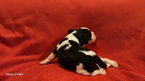 Cavalier King Charles Spaniel  Chiot N°6 Du Bois De M fbea6 photo 3