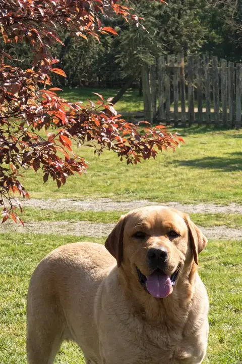 Labrador Retriever  Chocolat 250268600477879 De Sandi fd8fe