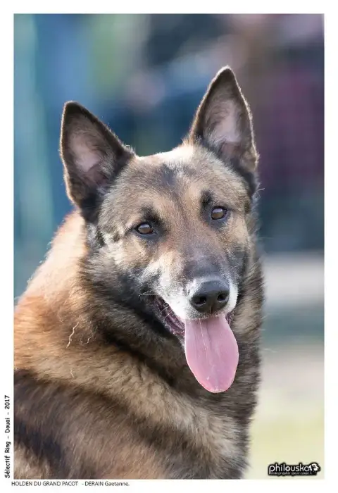 Berger Belge  Chiot N°5 Des Crocs De Calabre photo 3
