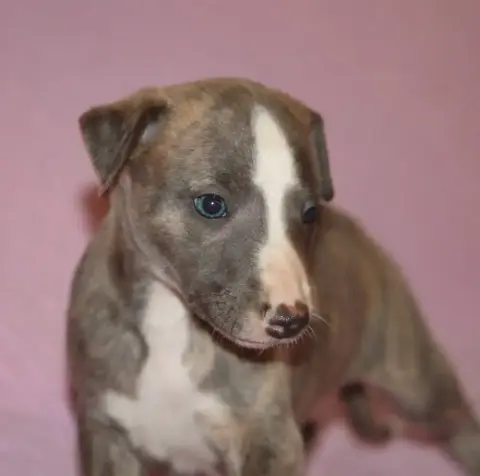 Whippet  Bird Parker De Tetiaroa photo 3