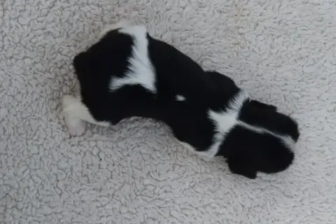 Cavalier King Charles Spaniel  B....... Du Millésime  14125 photo 2