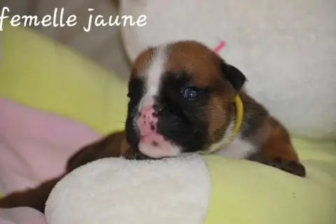 Bulldog Anglais photo 3