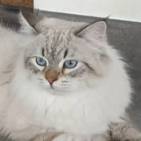 Mâle Sibérien Disponible Pour Saillie