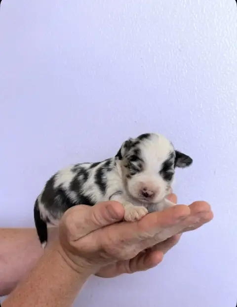 Berger Américain Miniature  
                         0c8fc