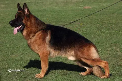 Berger Allemand  Chiot 2 Du Chemin De L'Odon photo 3