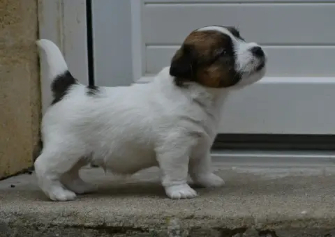 Jack Russell Terrier  Butterfly Des Gerveilles photo 3