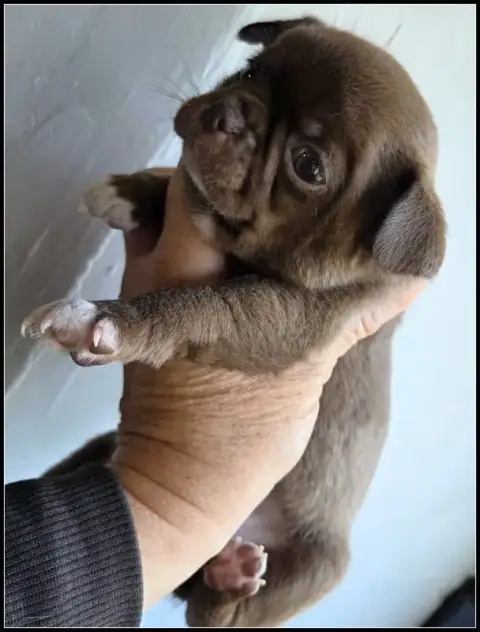 Chihuahua  B1