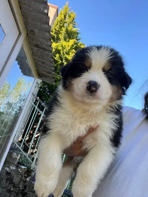 Berger Australien  Chiot N°2 Des Eclats De Quasar photo 2