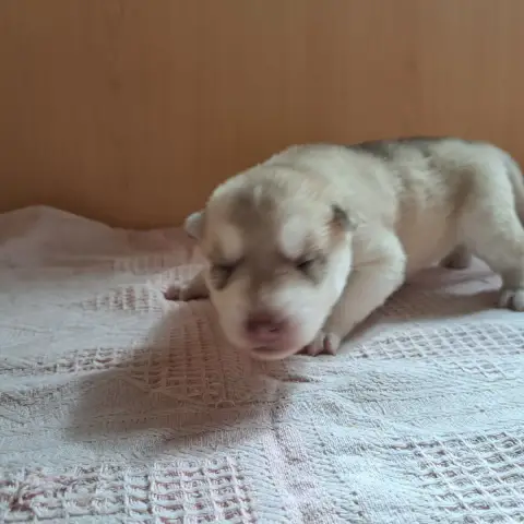 Siberian Husky  Chiot Collier Marron Of Wolves Childr 827b1 photo 2