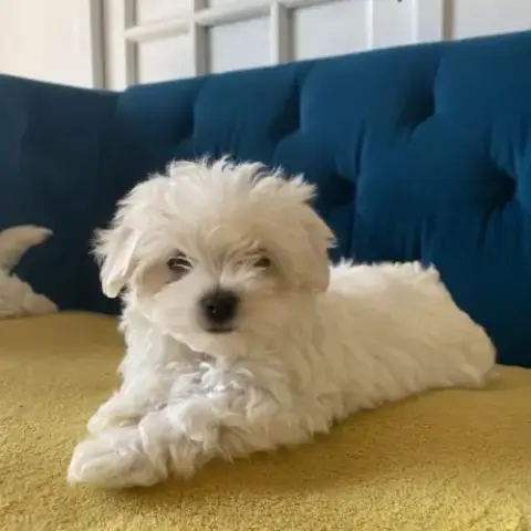 Bichon Maltais Nains