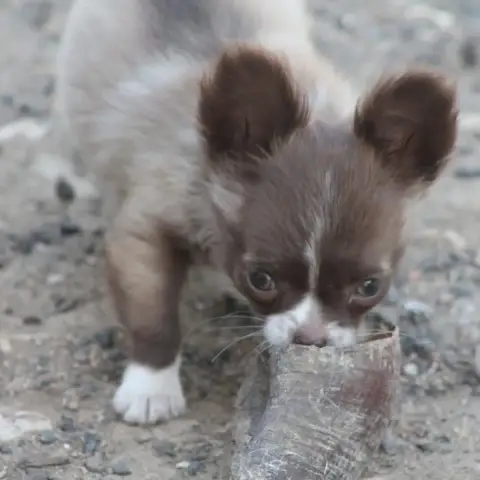Chihuahua  Chiot 1 De L'Arche De Lolita photo 2