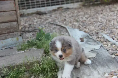 Berger Américain Miniature  Chiot N°1 Na Caorrun