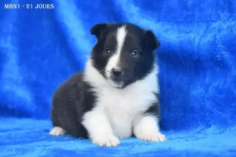 Shetland Sheepdog photo 3