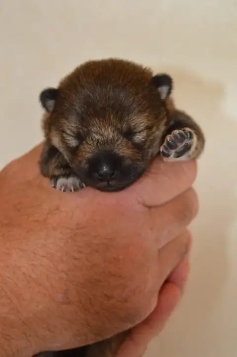 Shiba  Chiot 1 Sumidagawasou photo 2
