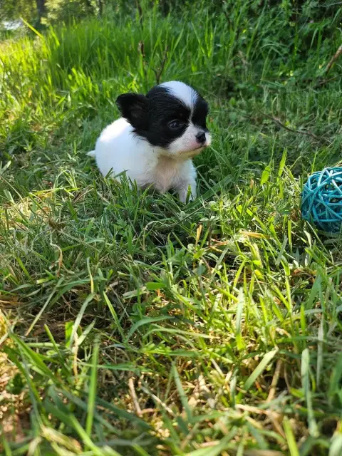 Chihuahua  Bingo Du Hameau De Selcra photo 3