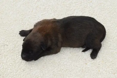 Berger Belge  Chiot 7 Du Millésime Champenois