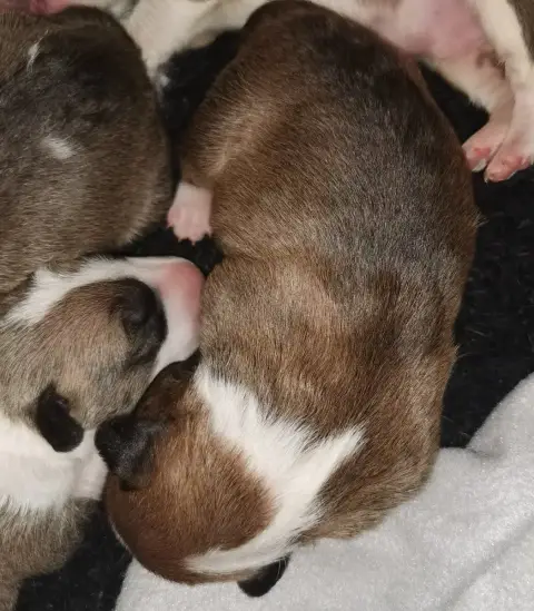 Bull Terrier  Chiot N°6 Of The Little Troublemaker photo 3