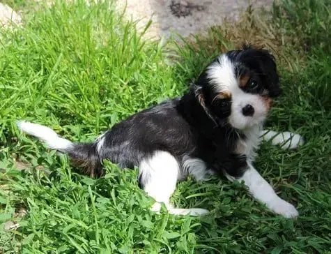 Cavalier King Charles Spaniel  Chiot N°5 Du Domaine D 2a035