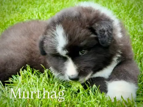 Chien Finnois De Laponie  Brisingr Murthag Norhowynn a40eb photo 2