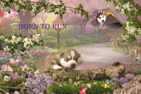 Siberian Husky  Born To Run De Naya'S Dream Wolf Vall 01381 photo 2