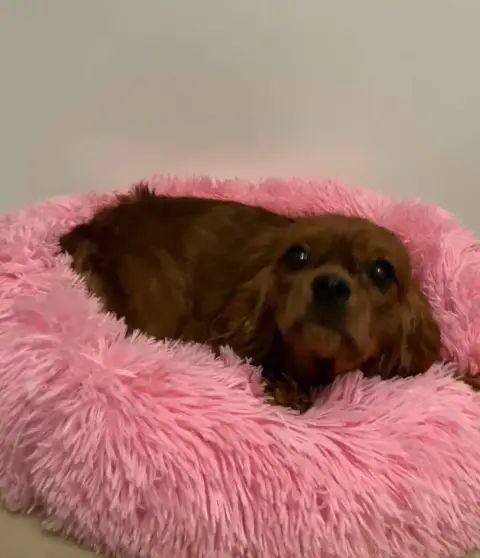 Cavalier King Charles Spaniel  Athena Du Mont D'Amour 39b1c photo 3