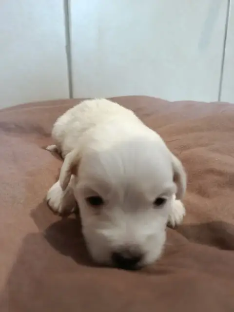 Coton De Tulear  Orange Du Haut De Champfleury photo 2