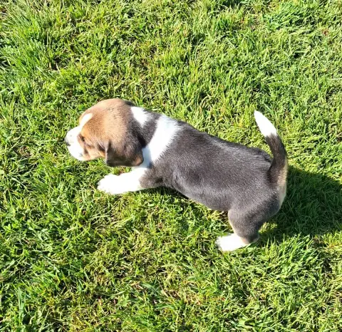 Beagle  Balzac Des Marais De Courmont photo 3