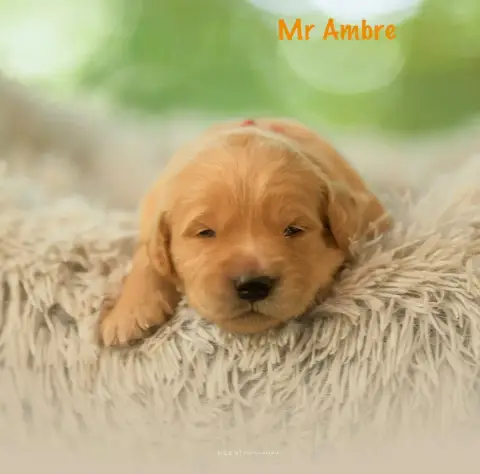 Adopter Golden Retriever 
                        Monsieur Am 01a31