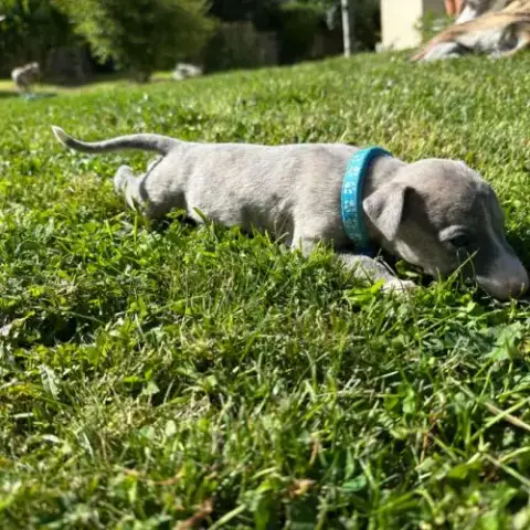 Whippet