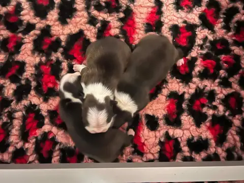 Boston Terrier  Mâle 3 L'Aige De La Tournelle
