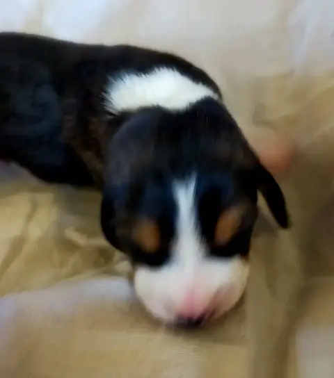 Basset Artesien Normand  Chiot N°6 Des Terres Du Doux 5b108