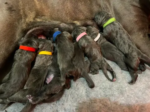 Cane Corso  Chiot N°8 Des Gardiens De Brenne