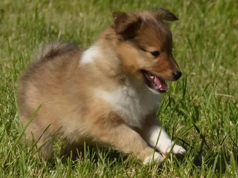 Shetland Sheepdog  Madame Bella Du Domaine De Boiscea d4ac3 photo 3