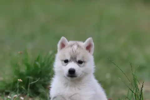 Siberian Husky  Chiot N°1 De Daybreak Northern photo 2