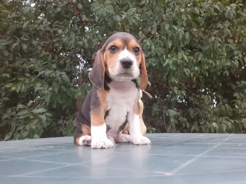 Beagle  Aristo Du Domaine Des Pattes Dorées