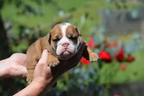 Bulldog Anglais  Femelle Fauve 2 Coques Zaze Royale P 22d77