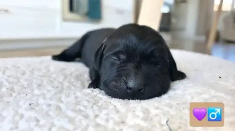Labrador Retriever photo 2