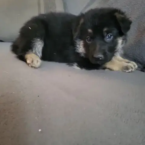 Disponible A La Réservation Chiots Berger Allemand
