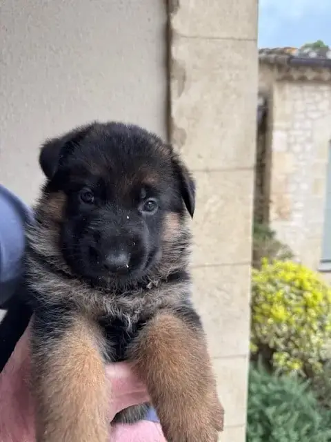 Berger Allemand  Chiot N°4 Des Sentiers Des Alpilles 7ce12