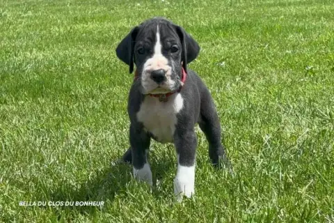 Dogue Allemand  Bella Du Clos Du Bonheur photo 2